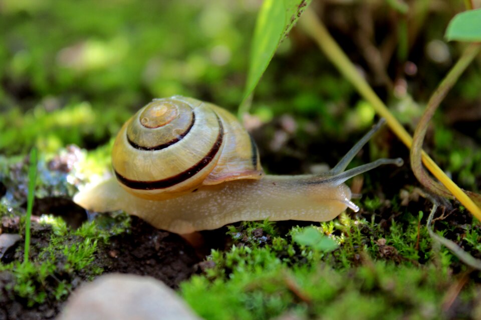 Nature macro slowly