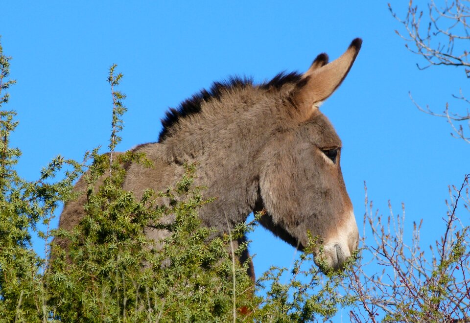 Head mammal robust