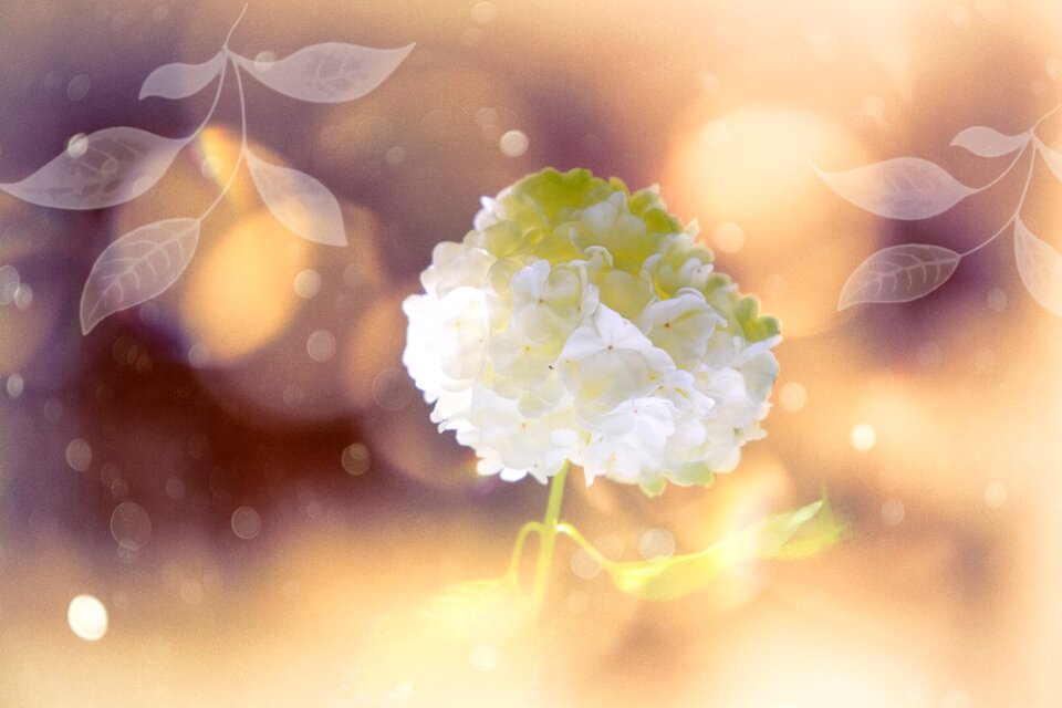 Snow ball plant flower
