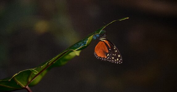 Insect summer wildlife photo