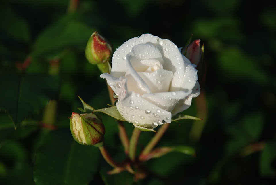 Bloom beautiful macro