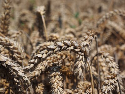 Grain field wheat field