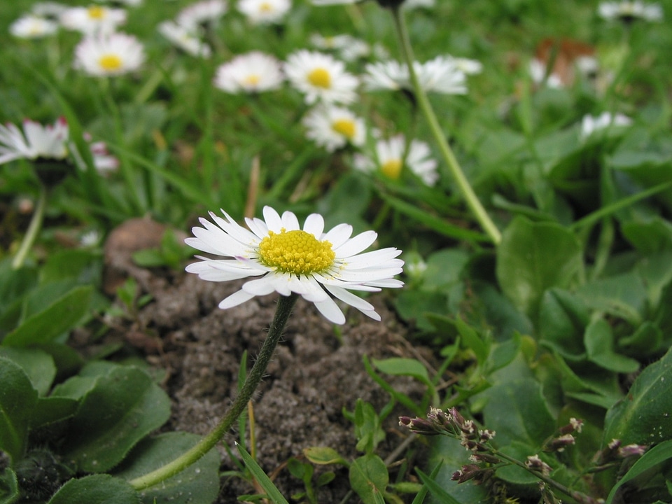Gaensebluemche rush meadow
