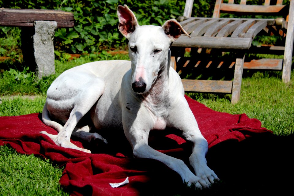 White meadow quadruped
