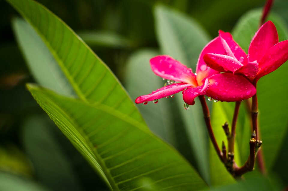 Flower water droplets color