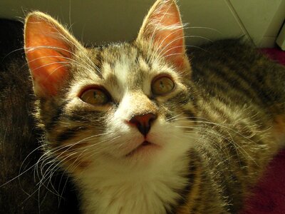 Kitten mustache a young kitten