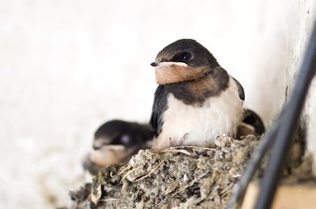 Swallow bird nest photo