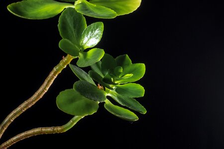 Nature spring green