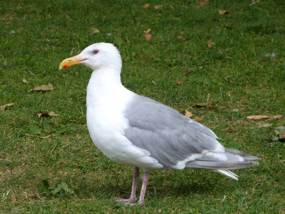 Seagulls wings animal photo