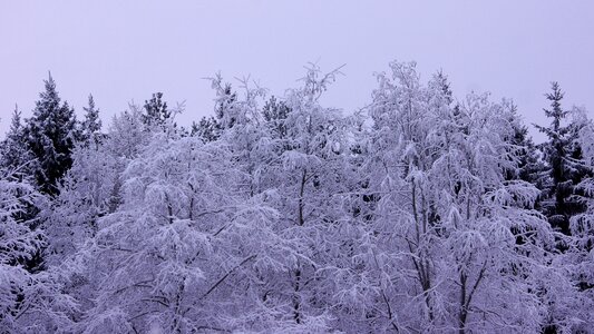 Branches tree forest photo