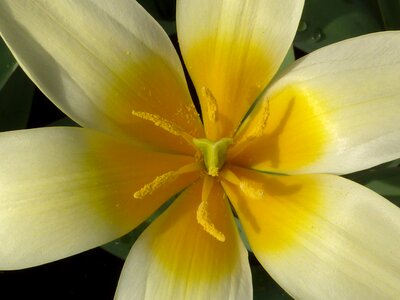 Tulip yellow kaufmanniana