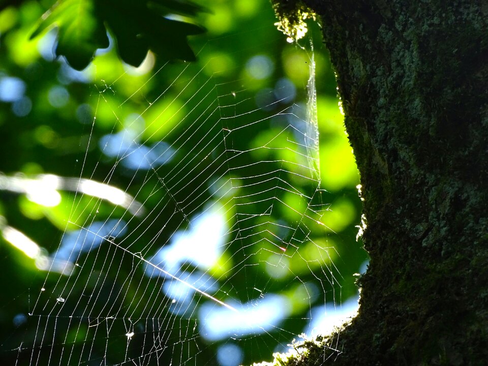 Nature close up araneus