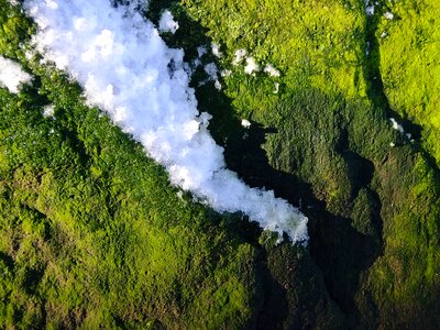 Moss lichen green photo