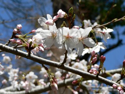 Sakura white flowers japan photo