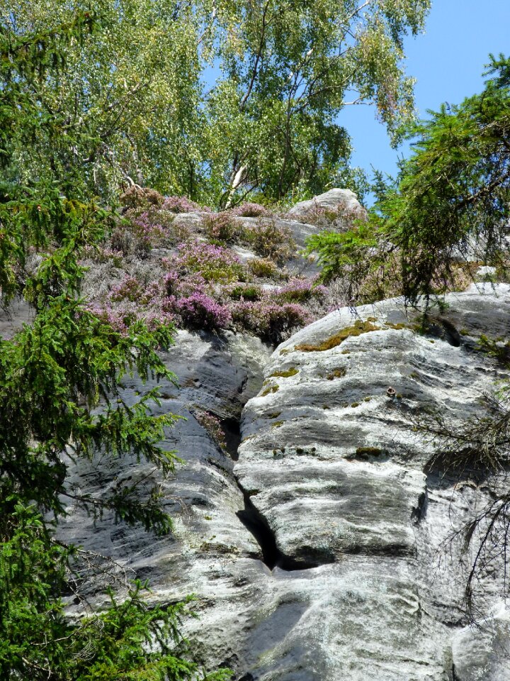 Bohemia nature plant