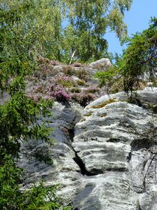 Bohemia nature plant