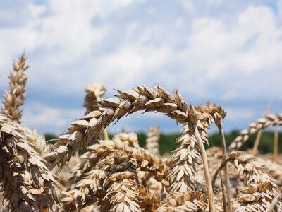 Grain field wheat field photo