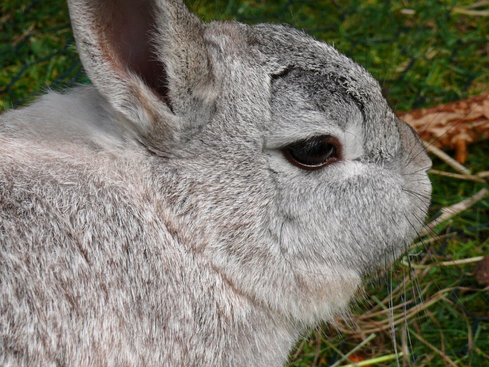 Grey close up animal