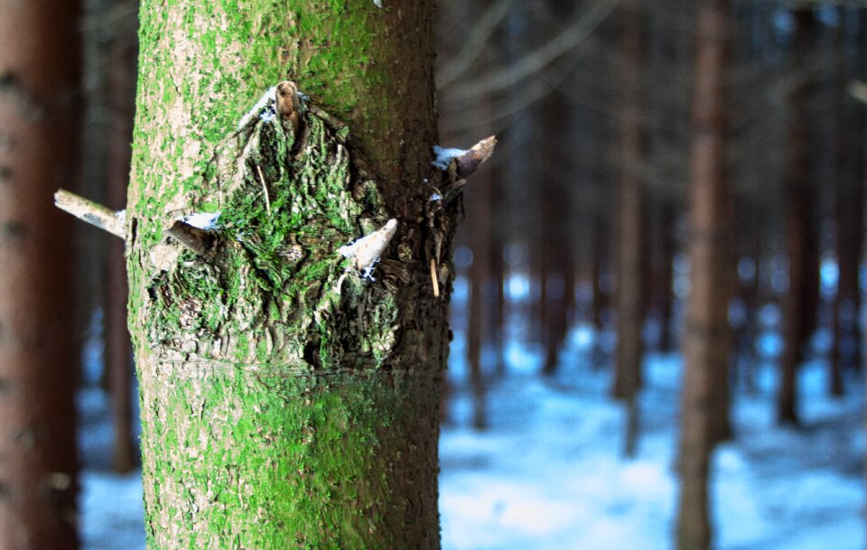 Winter nature baustamm