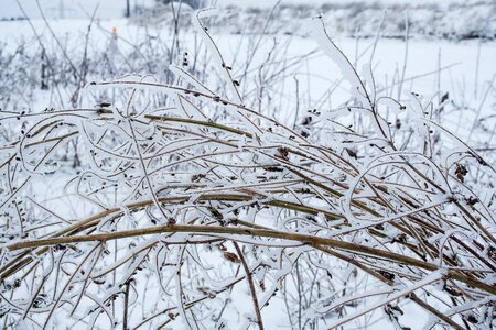 Nature frozen branch photo