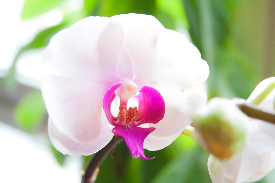 Green purple white