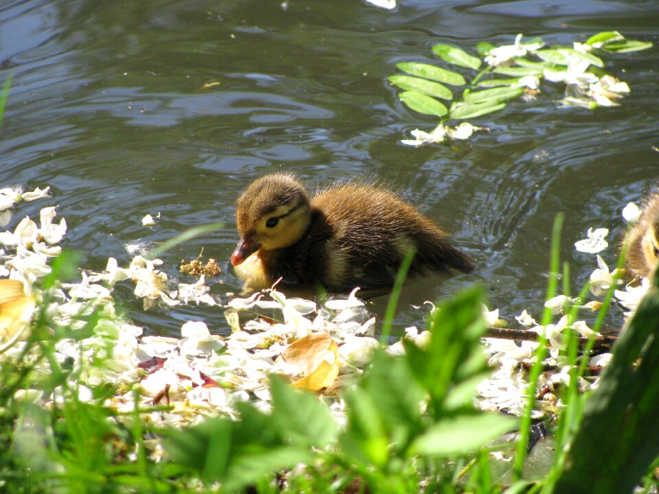 Water bird pond nature