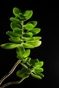 Nature spring green