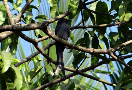 Perched mango tree dharwad