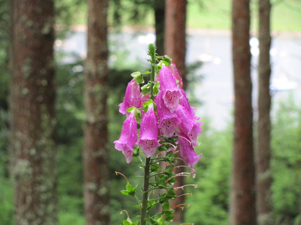 Purple wet