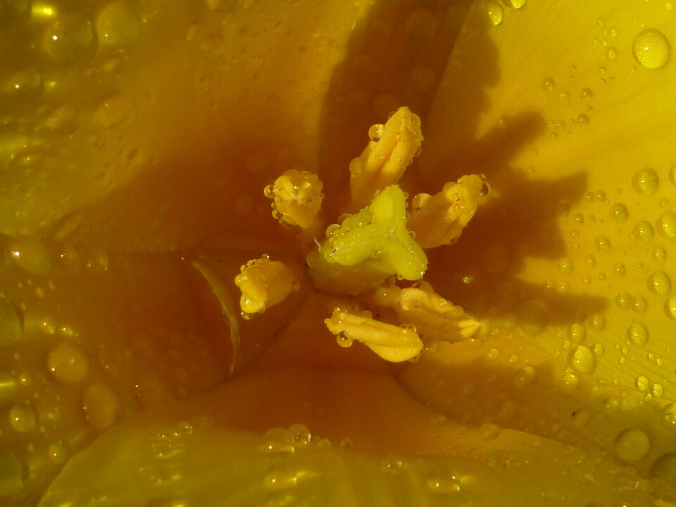 Tulip yellow berlioz