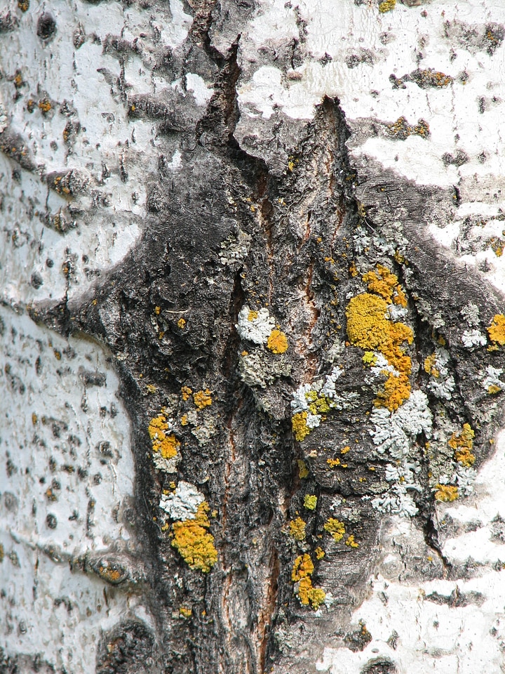 Texture background grunge