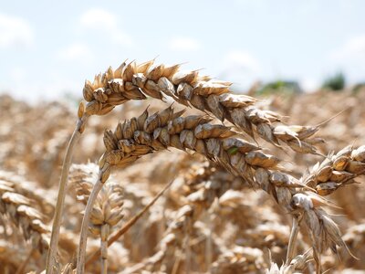 Seed wheat spike cereals photo