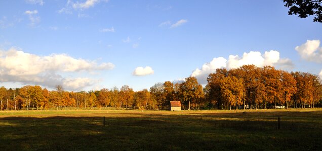 Trees mood fall foliage photo