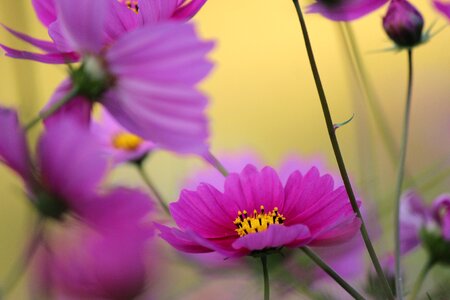 Flowers kawamata fukushima