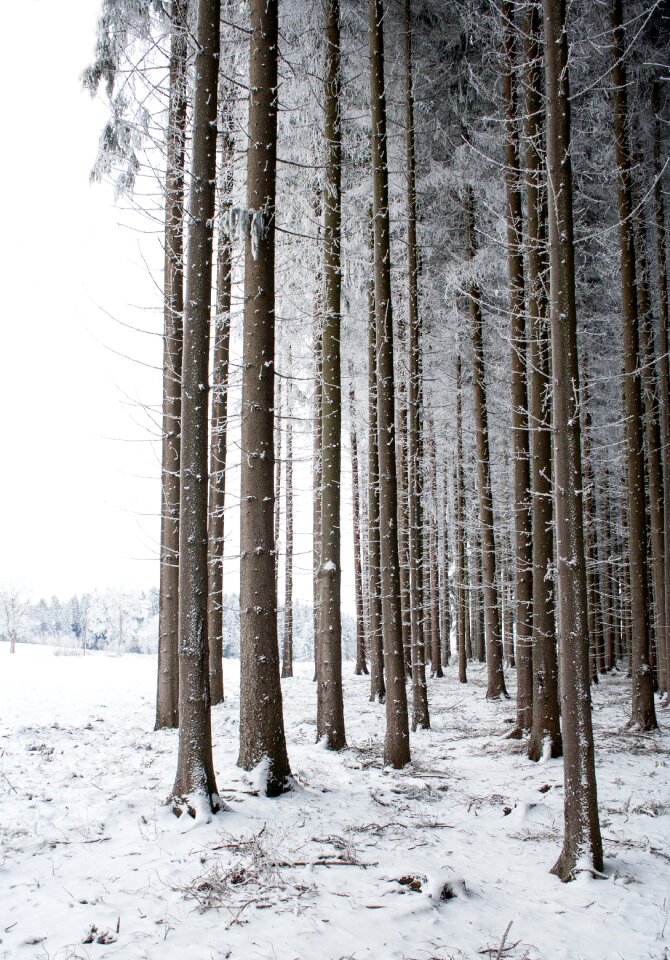 Nature tree trunks landscape