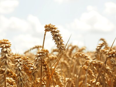 Grain field wheat field
