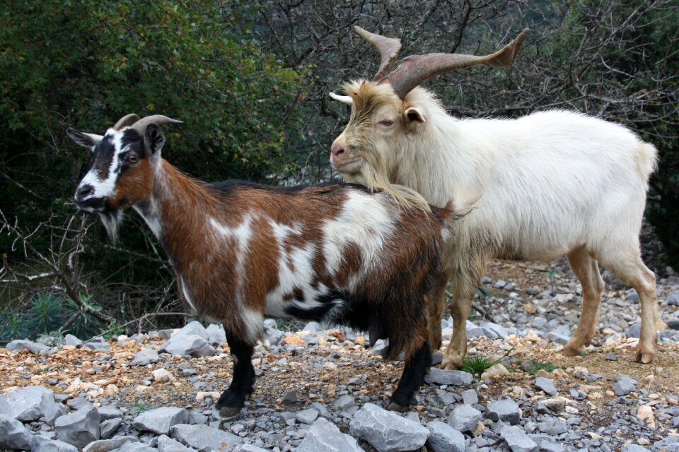 Mountain goat creature mammal