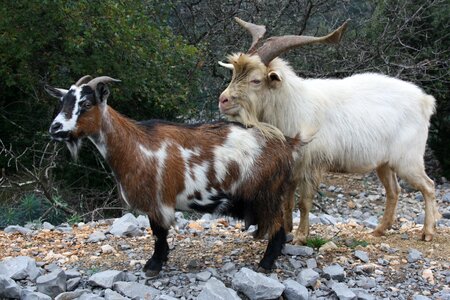 Mountain goat creature mammal photo