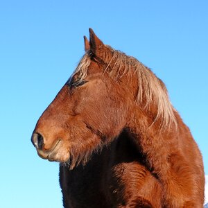 Head profile mane