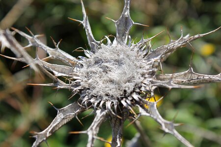 Nature pistils dry thistle