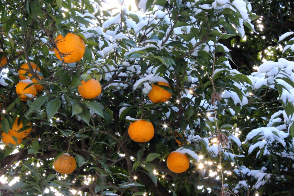 Fukushima snow orange