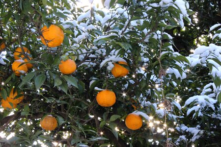 Fukushima snow orange