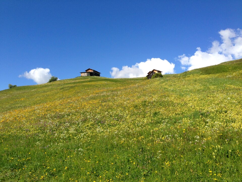 Wildflowers flowers barns