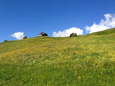 Wildflowers flowers barns