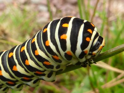 Insect caterpillar swallowtail