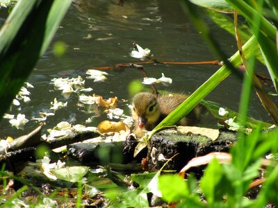 Water bird wild ducks young