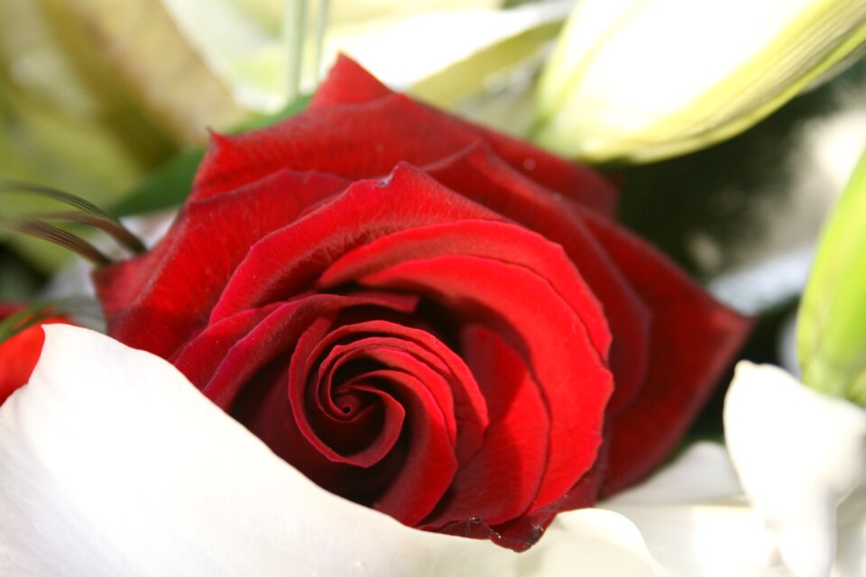 Red rose rose bloom