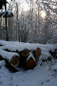 Winter forest snow