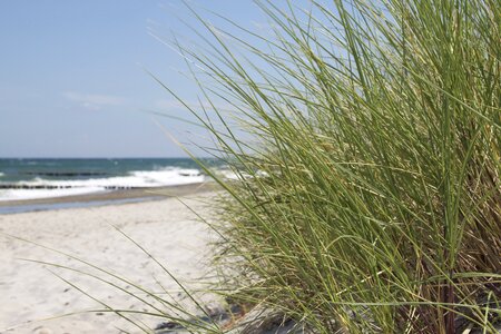 Baltic sea bank grass photo