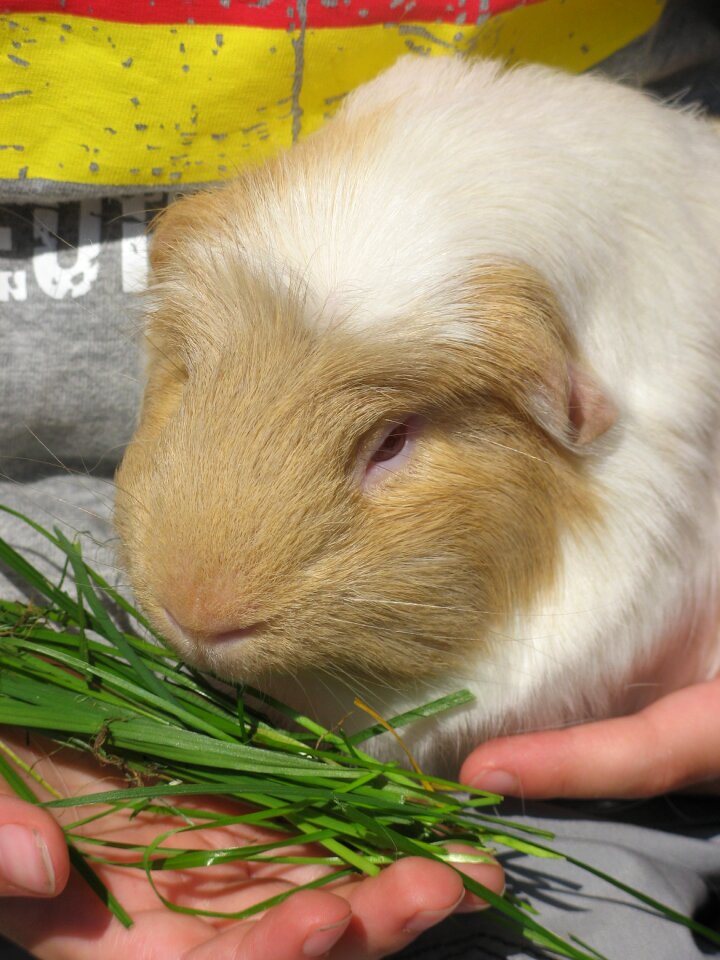Guinea pig feed rodent